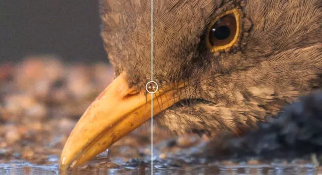 图片智能 Topaz Photo AI v2.1.5 汉化中文破解版插图3 图片智能 Topaz Photo AI v2.1.5 汉化中文破解版插图3